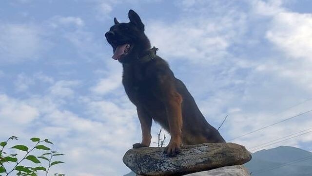 Paw Patrol: The tales of Zoom and other Indian Army assault dogs who have bravely fought terrorists Paw Patrol: The tales of Zoom and other Indian Army assault dogs who have bravely fought terrorists