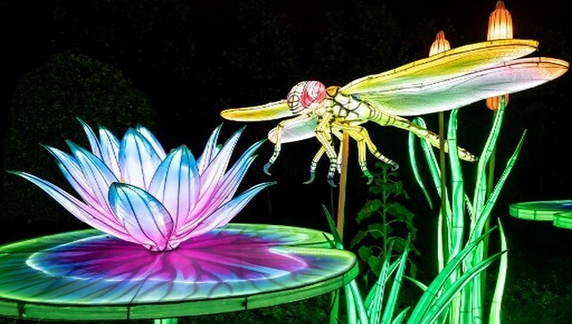 A dragonfly-shaped light structure displayed at the exhibition. This year the exhibition began on 14 November. AFP A dragonfly-shaped light structure displayed at the exhibition. This year the exhibition began on 14 November. AFP