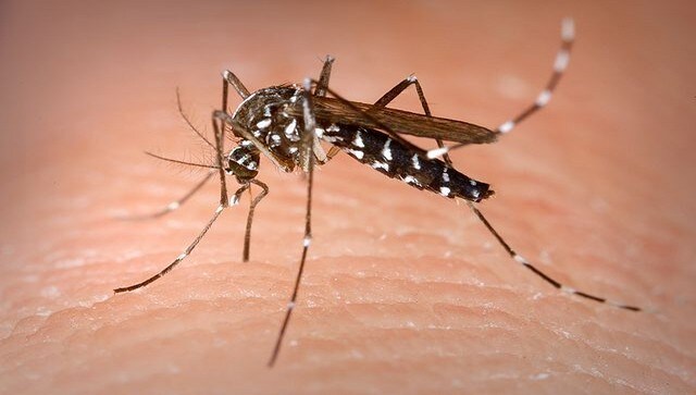 30 operations, coma, and amputated toes: How a mosquito nearly killed a man