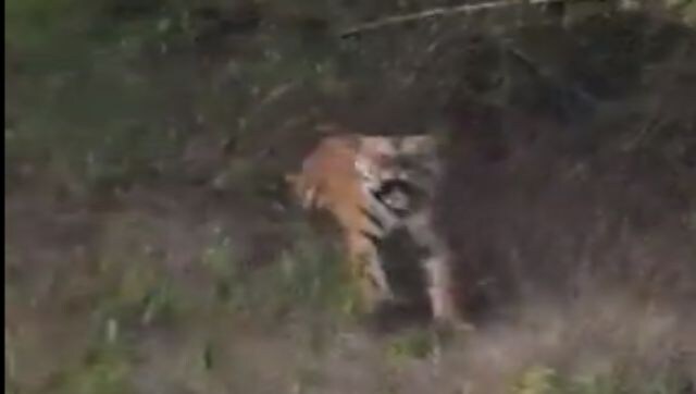 Watch: Tourists get a fright of their life as tiger charges at them with thunderous roar