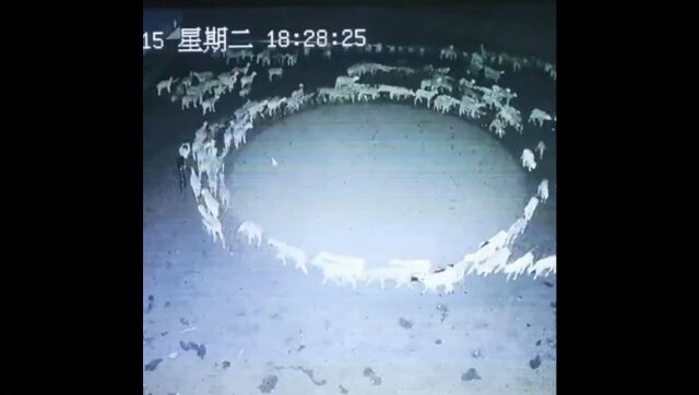 Watch: Large flock of sheep continues to move in circle for days in China; reason still a mystery