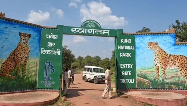 Why the first kill of two cheetahs in Madhya Pradeshs Kuno is significant