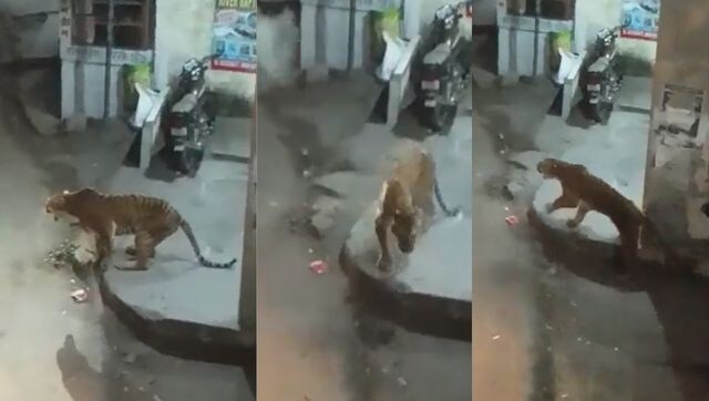 Death of an old, injured tigress, or, a series of truly unfortunate events in Almora