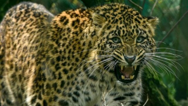 Cats in the City: Why leopard attacks are not rare in Mumbai