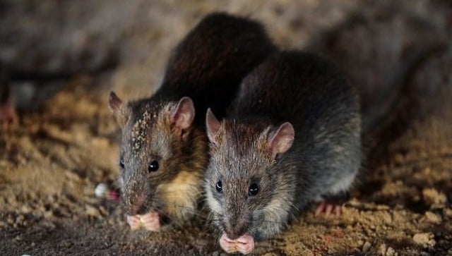 Uttar Pradesh: Mathura police say 'rats ate 500 kg of seized cannabis worth Rs 60 lakh'