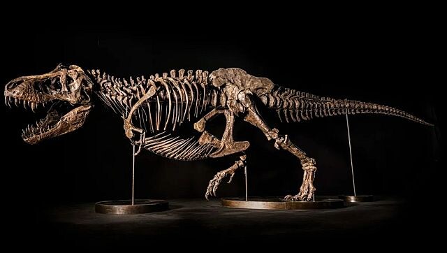 Why Christie's has pulled Shen, the Tyrannosaurus rex skeleton, off the auction block Why Christie's has pulled Shen, the Tyrannosaurus rex skeleton, off the auction block