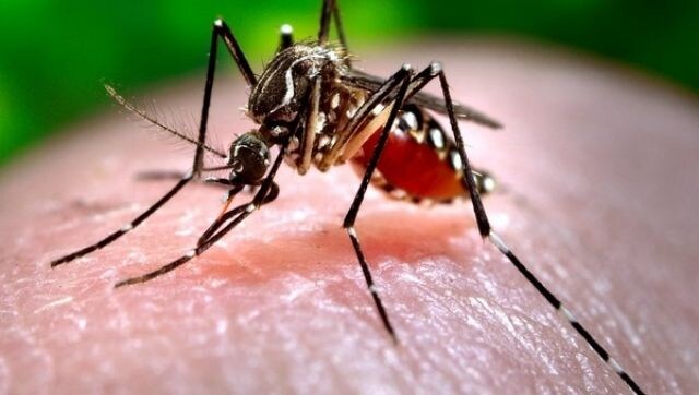 Dawood Ibrahim's former associate brings bottle filled with dead mosquitoes to court, seeks net in jail Dawood Ibrahim's former associate brings bottle filled with dead mosquitoes to court, seeks net in jail