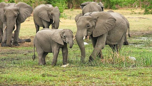 Explained: Why Japan’s ivory market is no longer a threat to elephant populations