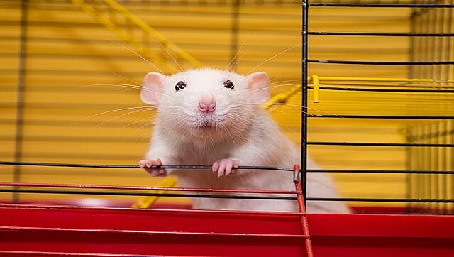Can rats dance to the beats of Lady Gaga? Can rats dance to the beats of Lady Gaga?