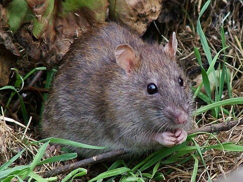 Don't even rats fear UP Police? Mathura cops tell court mice ate 500 kg marijuana in warehouses