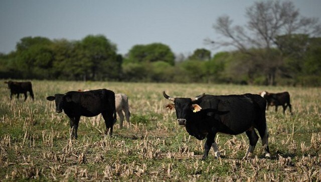 Moohem in Quebec: How out of control cows are wreaking havoc on this Canadian town