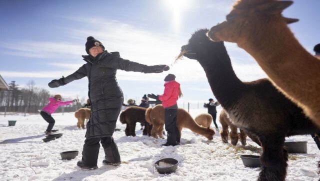 Yoga With a Twist: Shelagh Kane takes part in a Snow Yoga with Alpacas class at Brae Ridge Farm and Sanctuary near Guelph, Ontario, on 20 February. AFP Yoga With a Twist: Shelagh Kane takes part in a Snow Yoga with Alpacas class at Brae Ridge Farm and Sanctuary near Guelph, Ontario, on 20 February. AFP