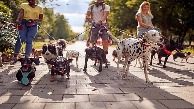 Dog tales: What drove the creation of modern canine breeds? Dog tales: What drove the creation of modern canine breeds?
