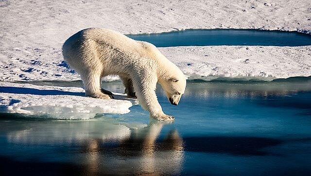 The Arctic is getting wetter: How shifting seasons will affect the wildlife and ecosystem The Arctic is getting wetter: How shifting seasons will affect the wildlife and ecosystem