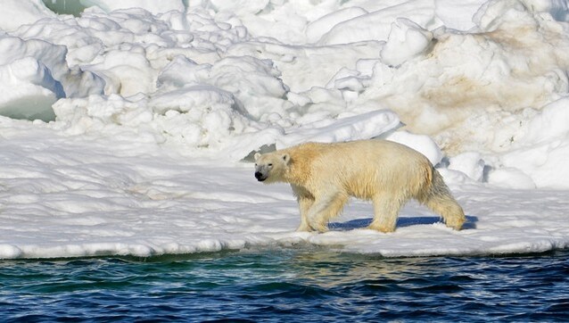 Polar bear attack leaves woman and boy dead in remote Alaksa village Polar bear attack leaves woman and boy dead in remote Alaksa village