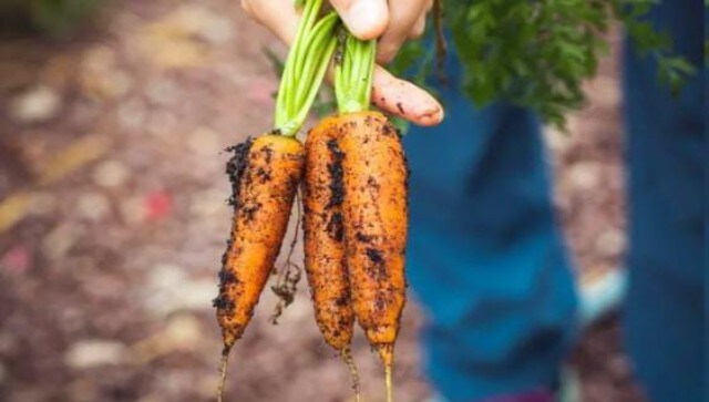 Budget 2023-24 Expectation: Government must focus on organic, bio-farming as key goals to be accomplished next decade