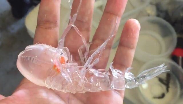 Extraordinary 'transparent' creature discovered from deep ocean; video goes viral