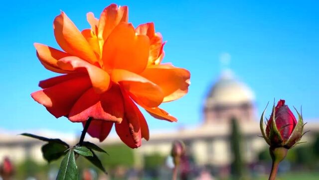 The June Bright rose at ‘Amrit Udyan’ on the premises of the Rashtrapati Bhavan. This year, visitors will be able to see specially cultivated tulips of 12 unique varieties which are expected to bloom in phases. PTI The June Bright rose at ‘Amrit Udyan’ on the premises of the Rashtrapati Bhavan. This year, visitors will be able to see specially cultivated tulips of 12 unique varieties which are expected to bloom in phases. PTI