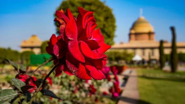 It’s all about the flowers at Rashtrapati Bhavan! The iconic gardens, called Mughal Gardens, is now open to the public for the annual flower show. However, this year, will be a novel visit as the gardens have now been renamed as Amrit Udyan to commemorate 75 years of India’s freedom. PTI It’s all about the flowers at Rashtrapati Bhavan! The iconic gardens, called Mughal Gardens, is now open to the public for the annual flower show. However, this year, will be a novel visit as the gardens have now been renamed as Amrit Udyan to commemorate 75 years of India’s freedom. PTI
