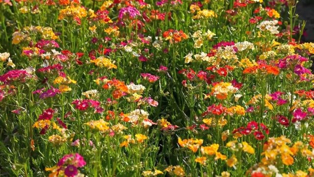 So, what are you waiting for? Book your tickets at https://rashtrapatisachivalaya.gov.in or https://rb.nic.in/rbvisit/visit_plan.aspx and visit the floral paradise! PTI So, what are you waiting for? Book your tickets at https://rashtrapatisachivalaya.gov.in or https://rb.nic.in/rbvisit/visit_plan.aspx and visit the floral paradise! PTI