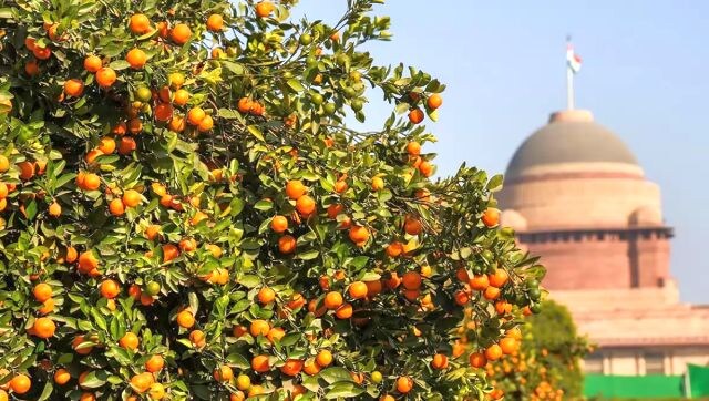 Besides flowers, the Amrit Udyan also houses fruits, such as orange trees, and other plants. PTI Besides flowers, the Amrit Udyan also houses fruits, such as orange trees, and other plants. PTI
