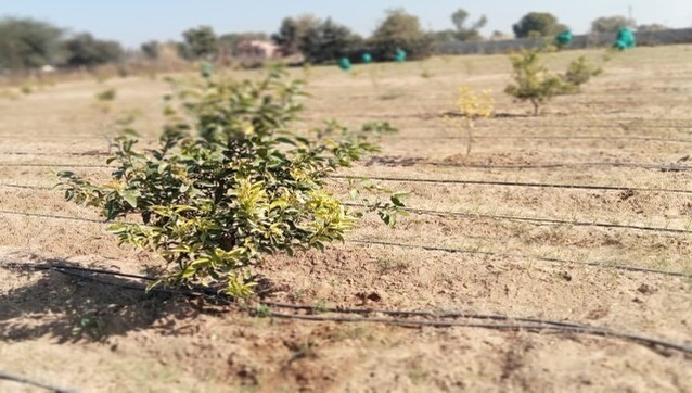 Carbon sequestration and trading: How can India ensure reduced footprints and enhanced incomes in agri-sector Carbon sequestration and trading: How can India ensure reduced footprints and enhanced incomes in agri-sector