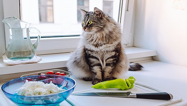 Explained Is it time for your dog or cat to turn vegan
