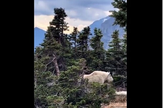 Internet is amazed after spotting huge muscular mountain goat; check reactions