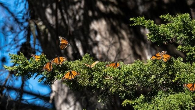 Endangered monarch butterflies face perilous storm Endangered monarch butterflies face perilous storm