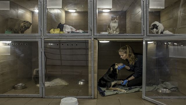 Explained: How animals are suffering and orphaned by the Russia-Ukraine war Explained: How animals are suffering and orphaned by the Russia-Ukraine war
