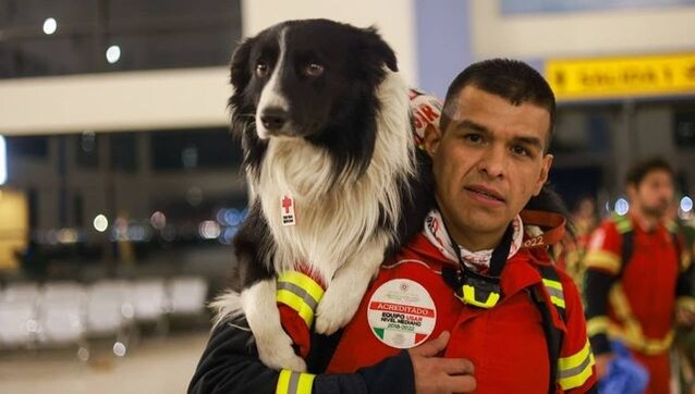Dogs are being sent to Turkey and Syria after the earthquake. How will they help? Dogs are being sent to Turkey and Syria after the earthquake. How will they help?