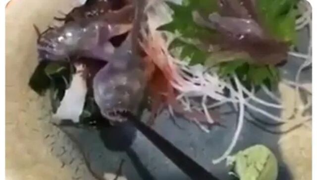 Viral video: 'Alive' fish bites chopstick when served to customer at restaurant