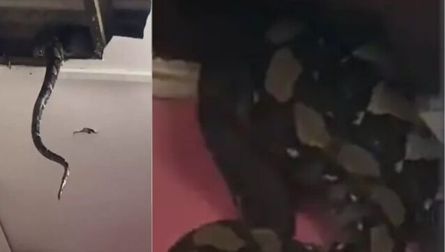 Malaysia: Three giant snakes fall through home ceiling, leave family terrified Malaysia: Three giant snakes fall through home ceiling, leave family terrified