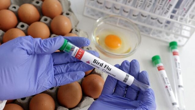 Chile detects first case of bird flu in humans, 53-yr-old diagnosed with severe symptoms Chile detects first case of bird flu in humans, 53-yr-old diagnosed with severe symptoms
