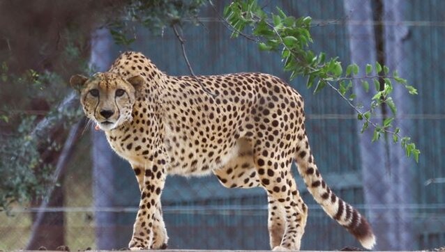Spotted Beauties: 12 South African cheetahs arrive at Madhya Pradesh’s Kuno National Park Spotted Beauties: 12 South African cheetahs arrive at Madhya Pradesh’s Kuno National Park