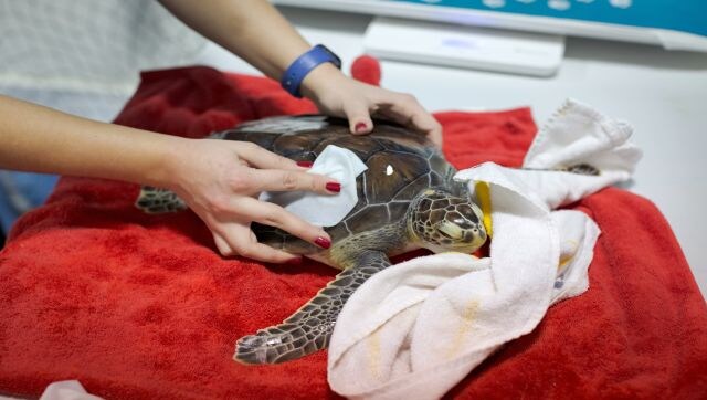 Shell Shocked: Inside the rehab centre for sick turtles in New York