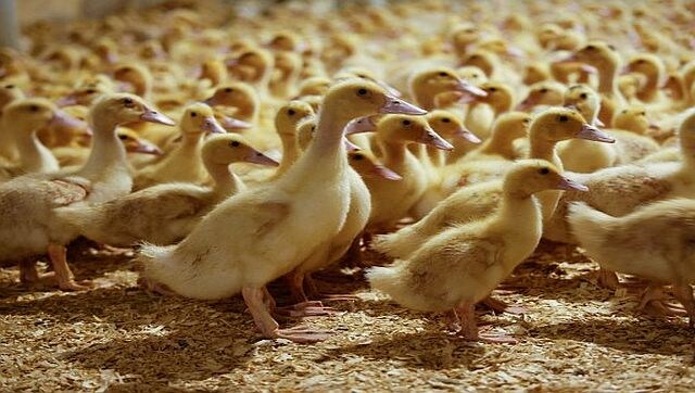 The tussle between New York state and New York City over foie gras