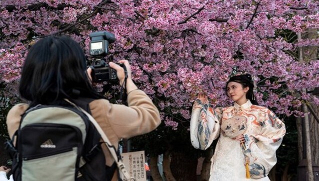 Pretty in Pink: Cherry blossoms add to Tokyo’s charm Pretty in Pink: Cherry blossoms add to Tokyo’s charm