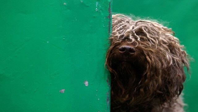 According to Mirror, every dog in the competition must have finished among the top three in its breed group at the dog show within the previous 12 months, or it must have taken home Best in Show, Reserve Best in Show, or Best Puppy in Show honours at a related general or open show. Reuters According to Mirror, every dog in the competition must have finished among the top three in its breed group at the dog show within the previous 12 months, or it must have taken home Best in Show, Reserve Best in Show, or Best Puppy in Show honours at a related general or open show. Reuters