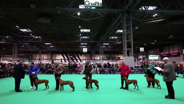 Because of this, Crufts has frequently come under fire for being elitist and prioritising pedigree over the health of the dogs, which can result in a restriction of the purebred gene pool as breeders strive to meet rigid requirements. Reuters Because of this, Crufts has frequently come under fire for being elitist and prioritising pedigree over the health of the dogs, which can result in a restriction of the purebred gene pool as breeders strive to meet rigid requirements. Reuters