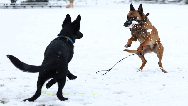 It manages the largest registration database in the nation for pedigree and mixed-breed dogs as well as the Petlog database, one of the largest reunification services for microchipped animals in the UK. Reuters It manages the largest registration database in the nation for pedigree and mixed-breed dogs as well as the Petlog database, one of the largest reunification services for microchipped animals in the UK. Reuters