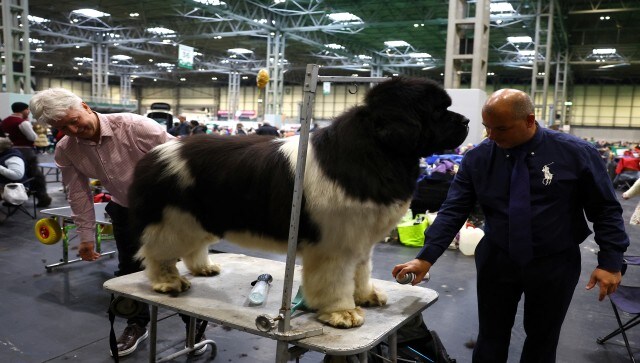 Charles Cruft, who began selling “dog cakes” in London’s Holborn in 1876, organised the first Crufts show in 1891. The flat-coated retriever named Baxer won Best in Show last year, reported Standard.co.uk. Reuters Charles Cruft, who began selling “dog cakes” in London’s Holborn in 1876, organised the first Crufts show in 1891. The flat-coated retriever named Baxer won Best in Show last year, reported Standard.co.uk. Reuters