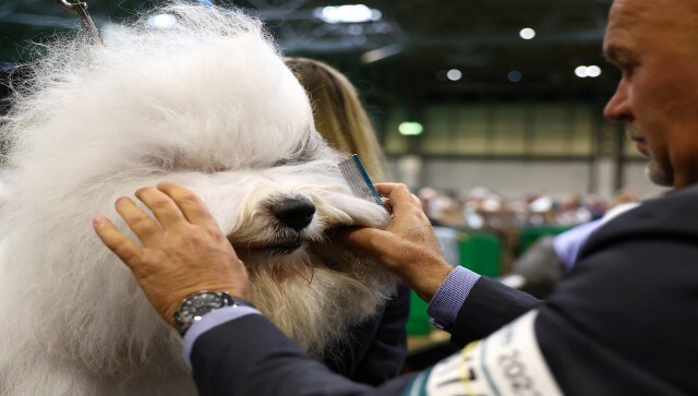 An emphasis on some of Britain’s potentially extinct native breeds, dog ownership in a cost-of-living crisis, canine communication, and professional guidance on appropriate dog ownership and care are also on the coverage schedule, as per The Scotsman. Reuters An emphasis on some of Britain’s potentially extinct native breeds, dog ownership in a cost-of-living crisis, canine communication, and professional guidance on appropriate dog ownership and care are also on the coverage schedule, as per The Scotsman. Reuters