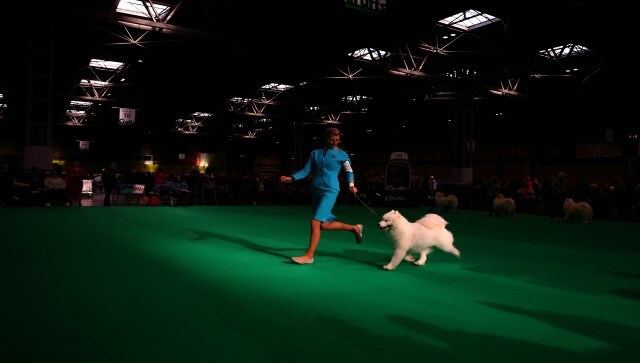 Other contests include flyball, agility, heelwork to music, and The Kennel Club Hero Dog award. Reuters Other contests include flyball, agility, heelwork to music, and The Kennel Club Hero Dog award. Reuters