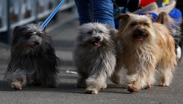 According to Standard.co.uk, each year, thousands of people tune in to see puppies participate in a variety of displays and activities over the course of four weeks: Toy and Utility Dogs on the first day, Gundogs on the second day, Working and Pastoral Dogs on the third and Terrier and Hound Dogs on the last day. Reuters According to Standard.co.uk, each year, thousands of people tune in to see puppies participate in a variety of displays and activities over the course of four weeks: Toy and Utility Dogs on the first day, Gundogs on the second day, Working and Pastoral Dogs on the third and Terrier and Hound Dogs on the last day. Reuters