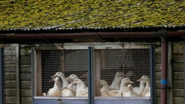 Vaccine makers prep bird flu shot for humans 'just in case', rich nations lock in supplies