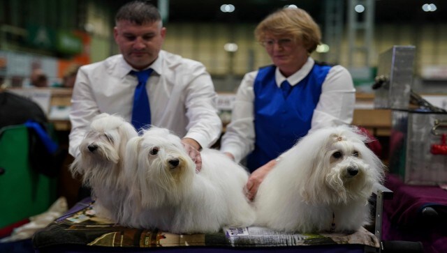 The final competition takes place, known as the “best in show,” where pedigree dogs are divided into breeds and judged according to how closely they adhere to the breed standards established by the Kennel Club. The Best in Show winner receives £200 (~ Rs 19,700) in cash and a silver trophy as material rewards. AP The final competition takes place, known as the “best in show,” where pedigree dogs are divided into breeds and judged according to how closely they adhere to the breed standards established by the Kennel Club. The Best in Show winner receives £200 (~ Rs 19,700) in cash and a silver trophy as material rewards. AP