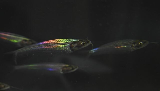 Explained: How ghost catfish gets its shimmering rainbow glow