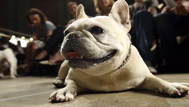 America has a new favourite dog breed: And no, it's not Labradors