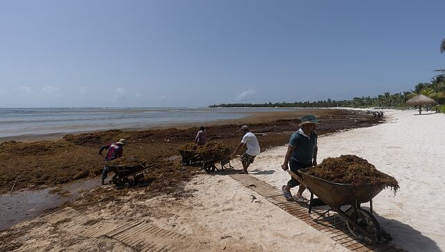 Explained: The massive seaweed belt heading for Atlantic beaches
